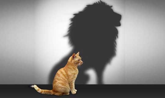 imagen de un gatito que proyecta la sombra de un león