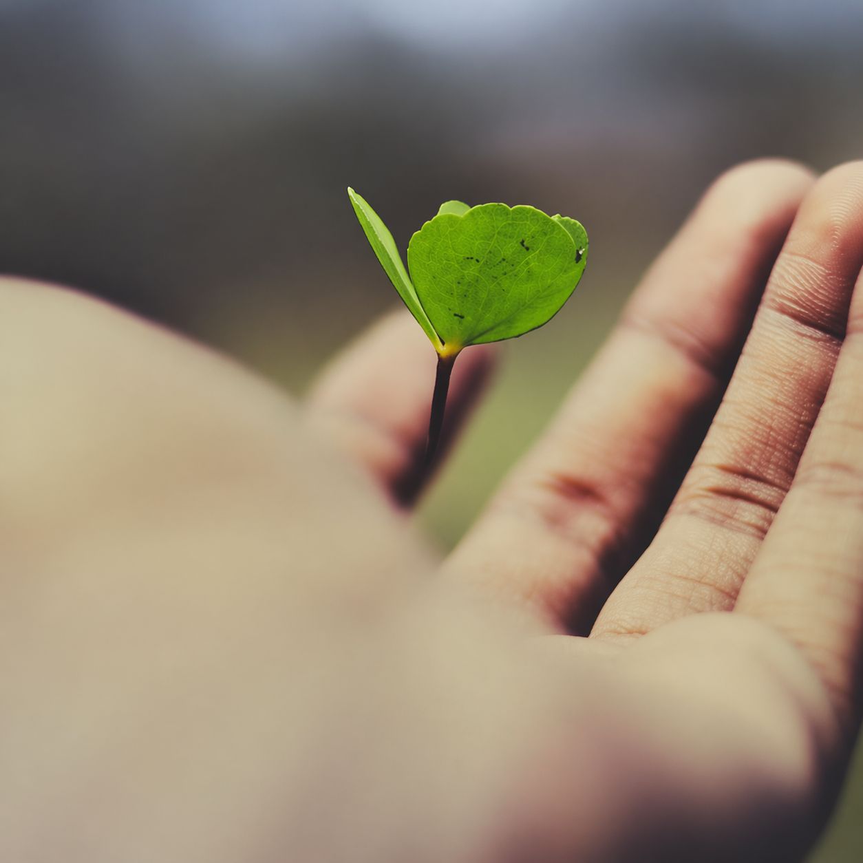 Regulación emocional